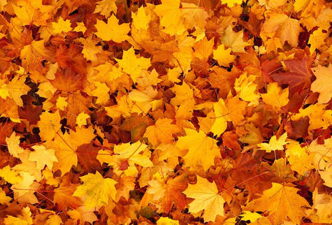 Thanksgiving Holiday Hours