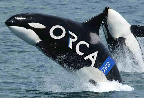 Consult the Orca-cle